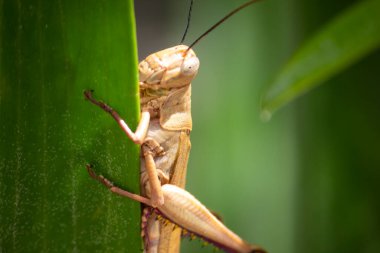 bir dalda çekirge