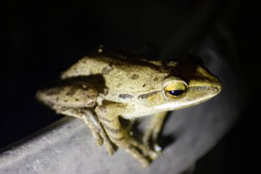 Gecenin içindeki kurbağa.
