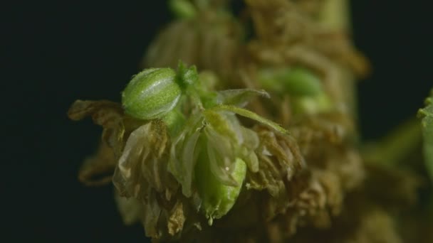 Acércate Parte Superior Flor Cannabis Flores Cannabis Masculinas Plena Floración — Vídeo de stock