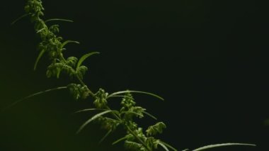 Kenevir çiçeğinin tepesine zum yap. Erkek kenevir çiçekleri tam çiçeklenmiş ve eşleşme için polenleri bırakmaya hazır. Doğal üreme