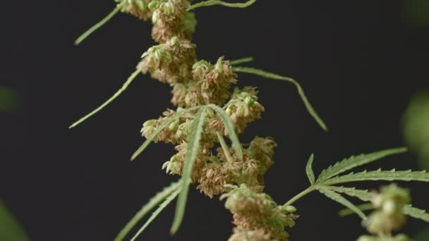 在大麻花冠上放大 雄性大麻花盛开 随时准备放飞花粉准备成熟 — 图库视频影像
