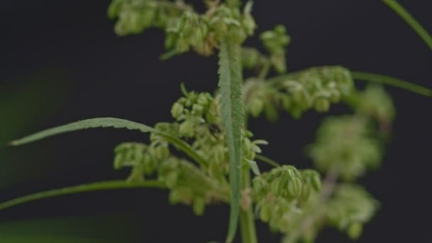 Close Fly Chupar Néctar Pólen Cannabis Mosca Enxameando Flores Cannabis — Vídeo de Stock