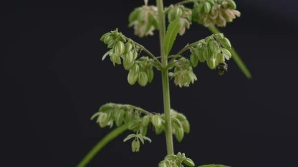Zbliżenie Mucha Ssać Nektar Cannabis Pyłek Męskie Kwiaty Konopi Pełnym — Wideo stockowe