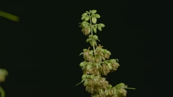 Збільшити Вершині Квітки Конопель Чоловічі Квіти Конопель Повному Розквіті Готові — стокове відео
