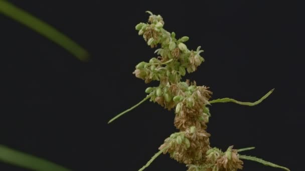 Zbliżenie Mucha Ssać Nektar Cannabis Pyłek Męskie Kwiaty Konopi Pełnym — Wideo stockowe