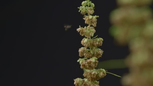 Närbild Fluga Sug Nektar Från Cannabis Pollen Flyga Svärm Cannabis — Stockvideo