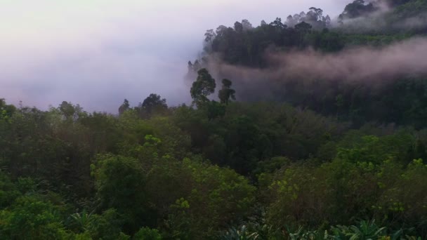 空中の景色白い霧の海は山のピークを包み込み ゆっくりと山のピークから流れていきます 熱帯雨林の山の上の霧とパンガー渓谷の美しい景色 — ストック動画