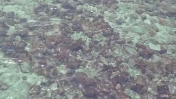 Pohled Shora Mořské Vlny Hladké Smyčky Korálovém Útesu Vlna Vlnou — Stock video