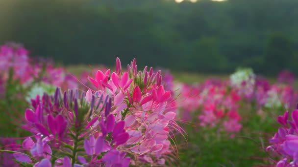 美しいカラフルな花で朝の新鮮な空気 花に露 昆虫を飛んで受粉します カラフルな花のフィールドの背景 — ストック動画