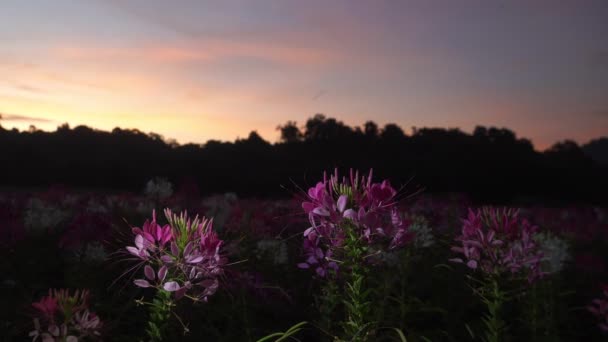 Kolorowe Kwiaty Pająka Ogród Rano Świeże Powietrze Rano Pięknymi Kolorowymi — Wideo stockowe