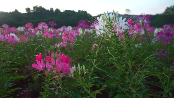 Jardin Coloré Fleurs Araignée Matin Fleurs Colorées Plantées Dans Grand — Video