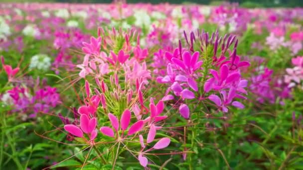 Kolorowe Kwiaty Pająka Ogród Godzinach Porannych Kolorowe Kwiaty Sadzone Dużych — Wideo stockowe
