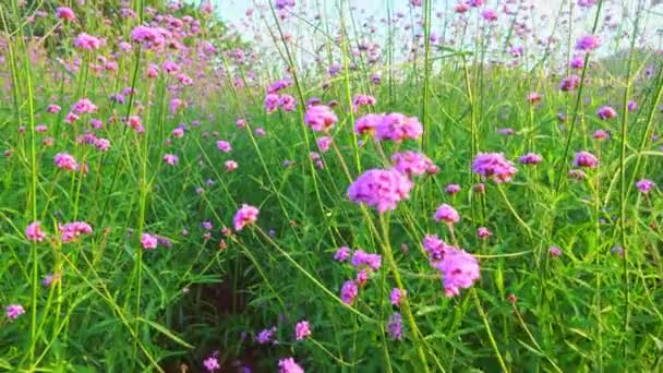 紫罗兰花园地中的紫罗兰花 背景中的紫罗兰花 — 图库视频影像