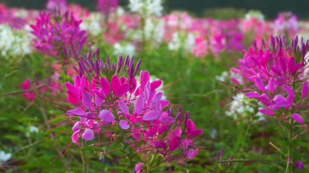 Sabahları Renkli Örümcek Çiçekleri Bahçesi Güzel Renkli Çiçeklerle Sabah Temiz — Stok video