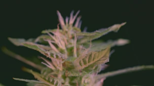 Close Détails Équilibre Des Fleurs Marihuana Substances Trichomes Sont Souvent — Video
