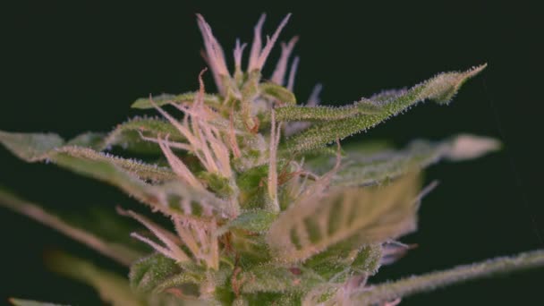 Detalles Cerca Del Equilibrio Las Flores Marihuana Las Sustancias Tricomas — Vídeo de stock