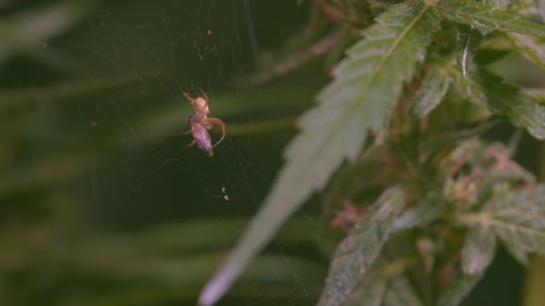 クモはウェブで獲れた獲物を食べています 自然ライフサイクル大麻植物の背景 — ストック動画