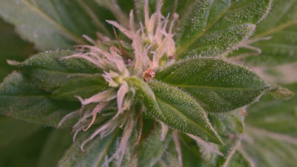 大麻开花种子 Sativa大麻灌木 生长中的Cbd大麻 深色背景 叶麻黄 带有医疗大麻的医疗保健 杂草种植 大麻植物 大麻药叶 — 图库视频影像