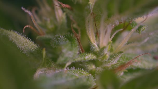Sementes Canábis Arbustos Cânhamo Sativa Crescendo Cbd Cannabis Fundo Escuro — Vídeo de Stock