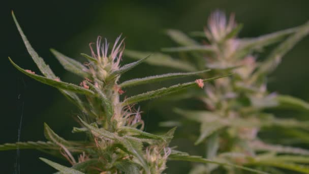大麻开花种子 Sativa大麻灌木 生长中的Cbd大麻 深色背景 叶麻黄 带有医疗大麻的医疗保健 杂草种植 大麻植物 大麻药叶 — 图库视频影像