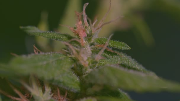 Graines Fleurs Cannabis Arbustes Chanvre Sativa Fond Sombre Avec Des — Video