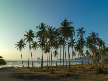 Aerial view stunning sky at sunrise above coconut trees