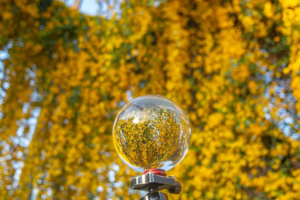 Bright Yellow Flowers Crystal Ball Stock Image