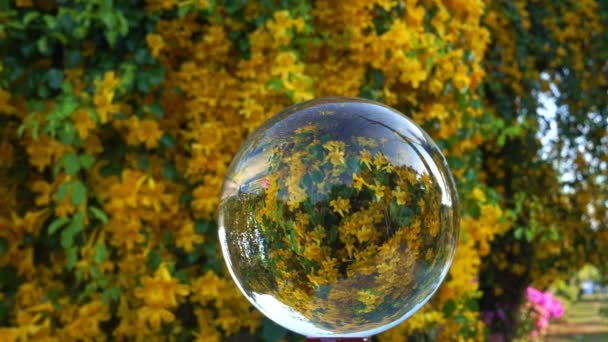 黄色的小花在水晶球里盛开黄色的花在透明的玻璃球里飘扬背景是黄色的 — 图库视频影像