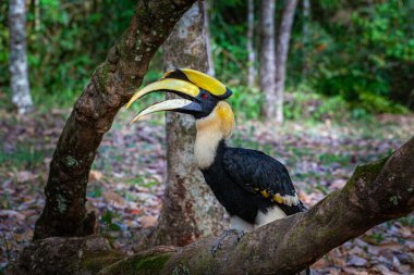Boynuz gagaları Asya ormanlarında bulunan büyük, nesli tükenmekte olan, meyve yiyen kuşlardır.
