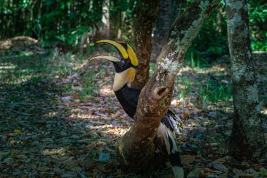 Boynuz gagaları Asya ormanlarında bulunan büyük, nesli tükenmekte olan, meyve yiyen kuşlardır.