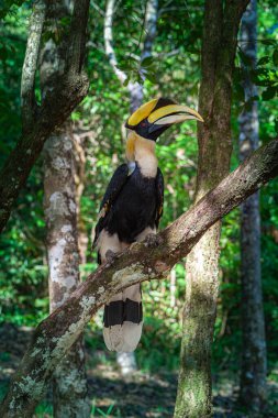 Boynuz gagaları Asya ormanlarında bulunan büyük, nesli tükenmekte olan, meyve yiyen kuşlardır.