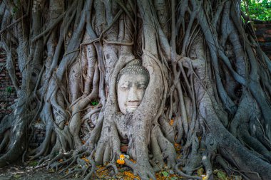 Banyan ağacının kökü Buda heykelinin etrafını sarar. Ta ki sadece Buda 'nın kafası ortaya çıkana kadar.