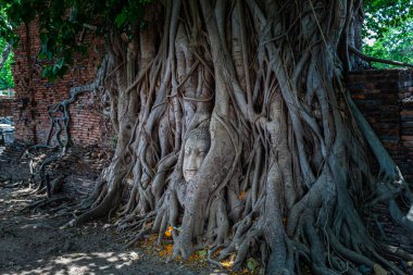 Banyan ağacının kökü Buda heykelinin etrafını sarar. Ta ki sadece Buda 'nın kafası ortaya çıkana kadar.