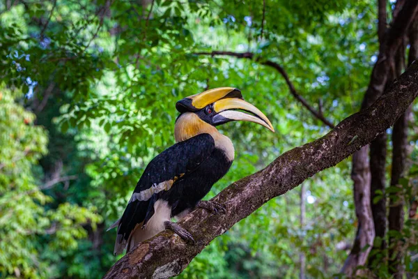 ホーンビルはアジアの森林に生息する大きくて絶滅危惧種の果物を食べる鳥で 特定の肉質の果物の木しかありません — ストック写真