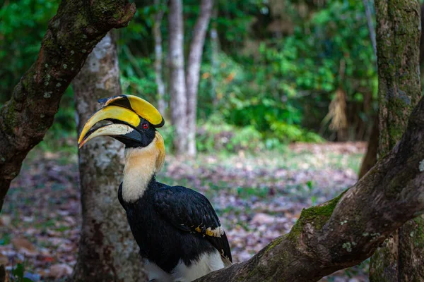 Hornbills Son Aves Grandes Peligro Extinción Que Comen Frutas Que —  Fotos de Stock