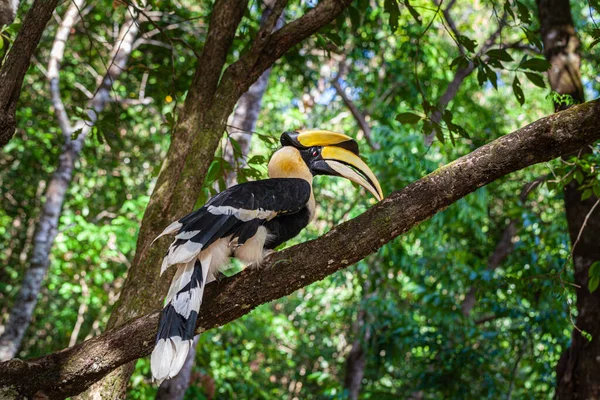 Hornbills São Aves Grandes Ameaçadas Comedoras Frutas Encontradas Florestas Asiáticas — Fotografia de Stock