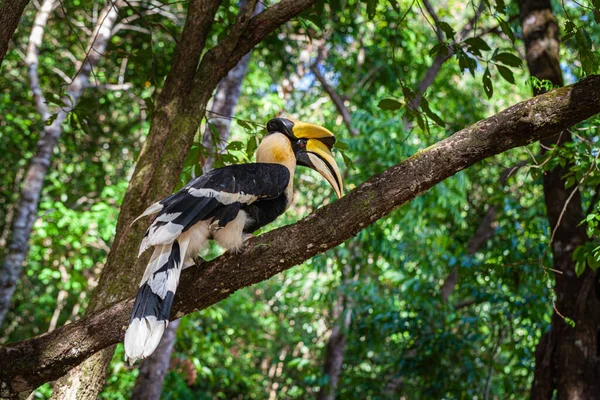 Hornbills Son Aves Grandes Peligro Extinción Que Comen Frutas Que — Foto de Stock