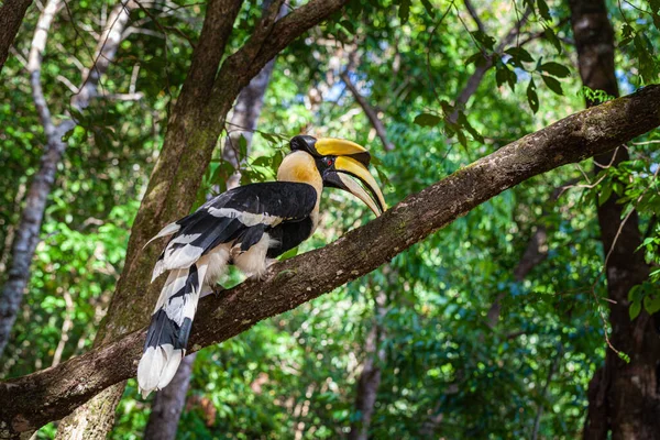 Hornbills São Aves Grandes Ameaçadas Comedoras Frutas Encontradas Florestas Asiáticas — Fotografia de Stock