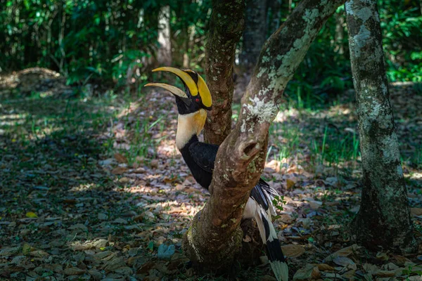 Neushoornvogels Zijn Grote Bedreigde Fruitetende Vogels Aziatische Bossen Met Slechts — Stockfoto