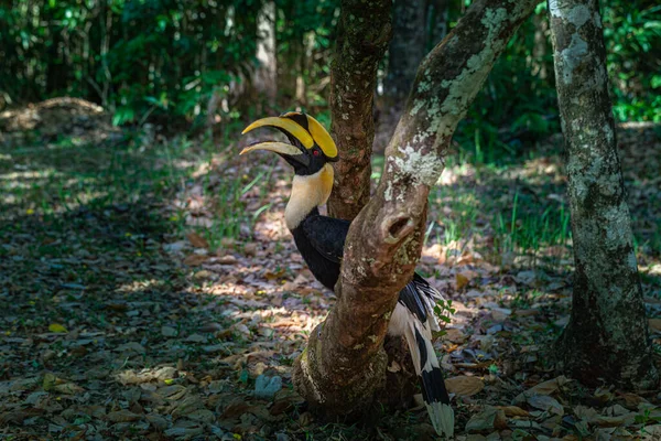 Hornbills Son Aves Grandes Peligro Extinción Que Comen Frutas Que —  Fotos de Stock