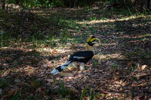 Hornbills Large Endangered Fruit Eating Birds Found Asian Forests Only — Stock Photo, Image