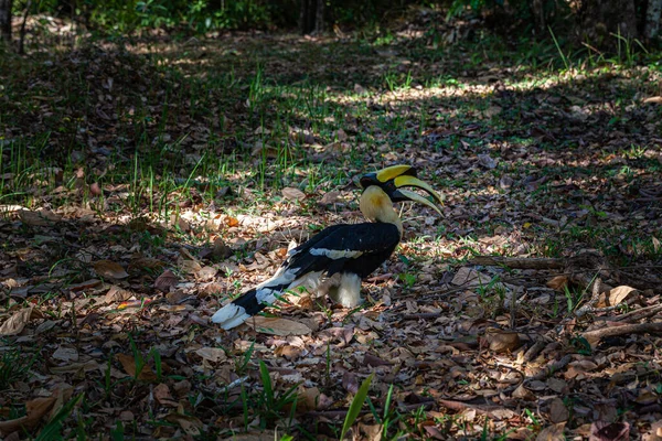 Hornbills Large Endangered Fruit Eating Birds Found Asian Forests Only — Stock Photo, Image