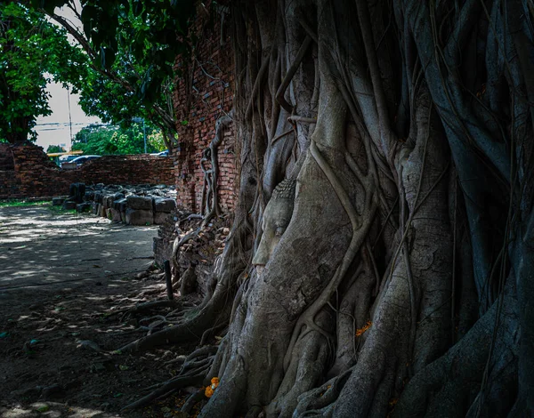 나무의 뿌리가 부처님의 형상을 감싸고 부처님의 만나올 때까지 — 스톡 사진