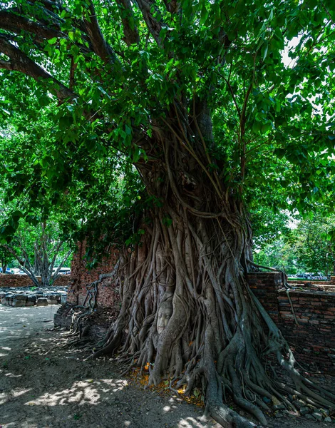 ガジュマルの木の根は仏の頭だけが現れるまで仏像の周りを包みます — ストック写真