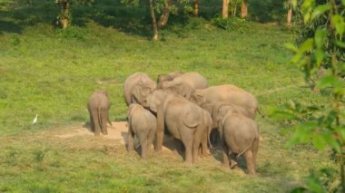 Vahşi fil sürüsü ormanda yaşar. Fil yerde tuz yalarken bazı minerallerin neden olduğu tuzlu ve ince bir toprak kaynağıdır..