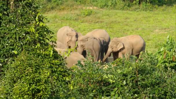 Troupeau Éléphants Sauvages Vit Dans Jungle Elephant Manger Des Léchages — Video