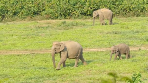 Flock Vilda Elefanter Lever Djungeln Elefanter Som Äter Salt Slickar — Stockvideo