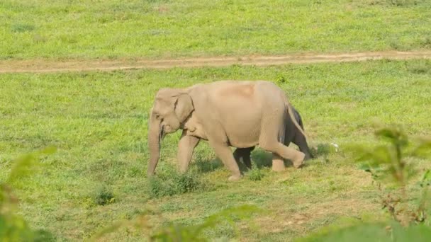 Flock Vilda Elefanter Lever Djungeln Elefanter Som Äter Salt Slickar — Stockvideo