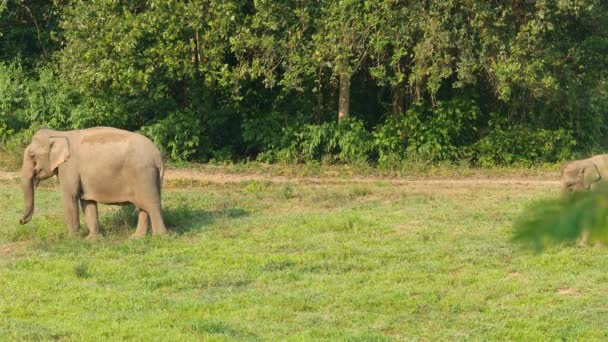 Una Manada Elefantes Salvajes Viven Jungla Elefante Que Come Lames — Vídeos de Stock
