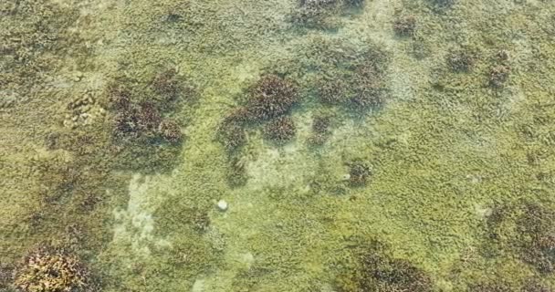 Drohnenaufnahme Verschiedener Arten Von Korallen Meer Nahe Phuket — Stockvideo